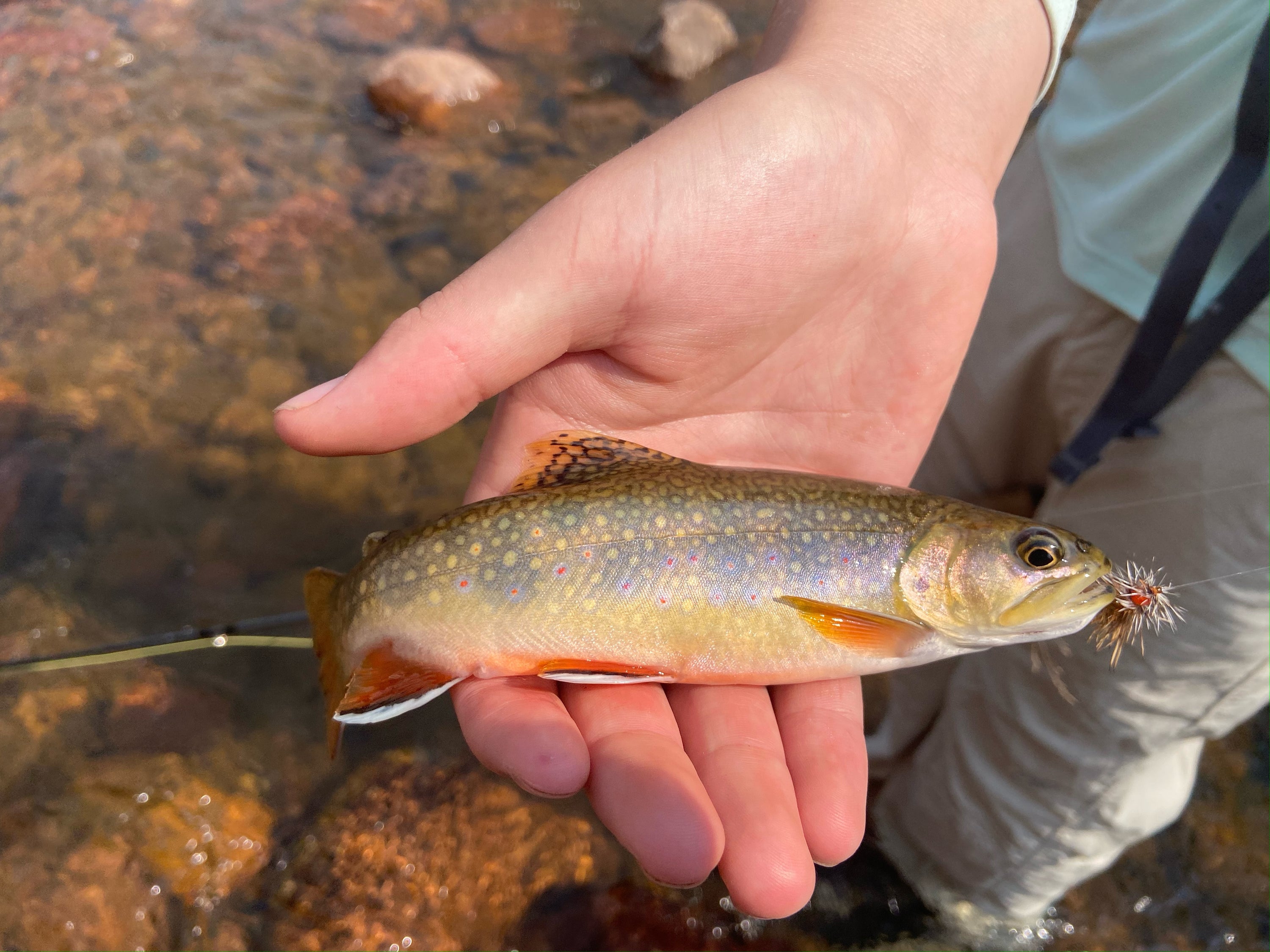 12 Types of Trout | Fly Fishing For Trout
