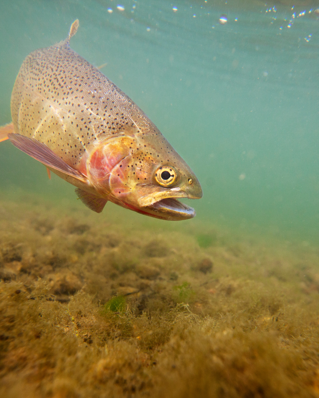 Understanding the Anatomy of a Fly Rod and Reel Setup