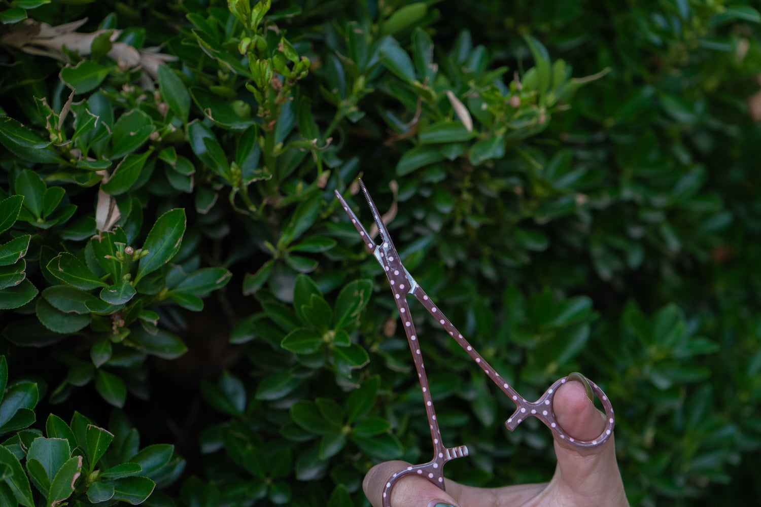 Polka Dot Fishing Forceps