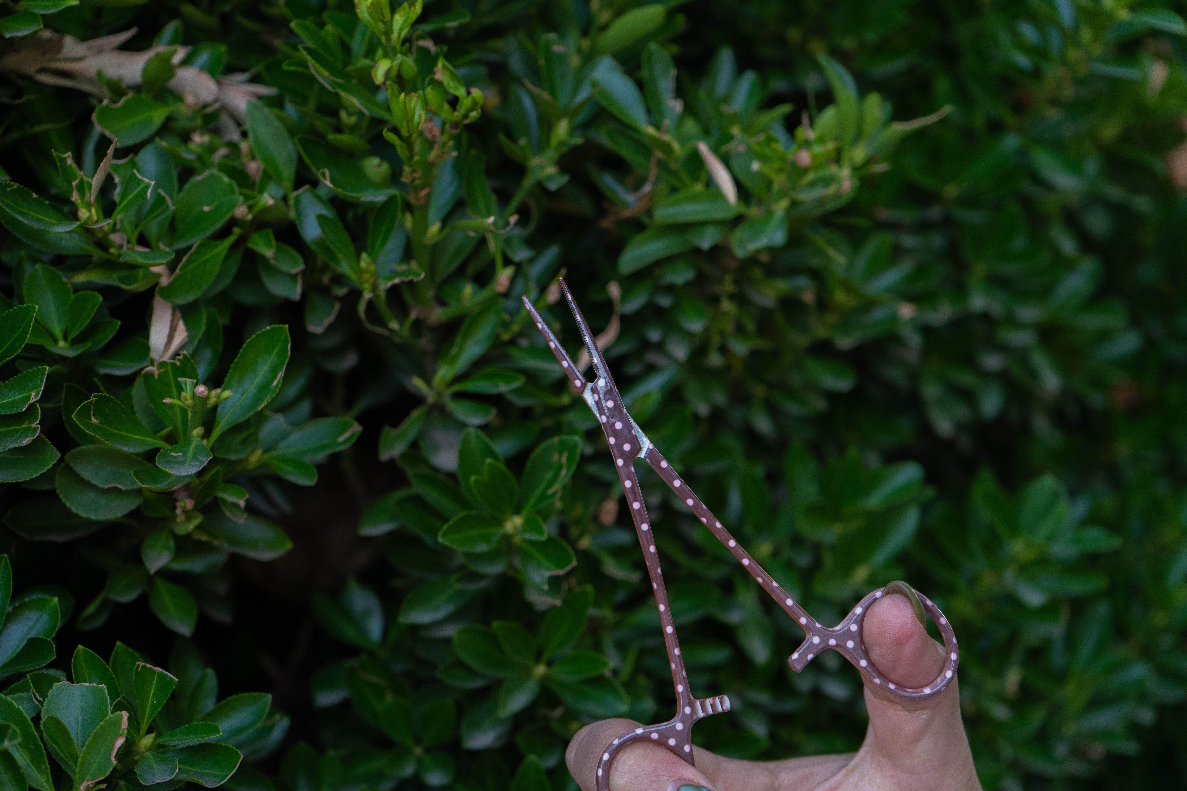 Polka Dot Fishing Forceps