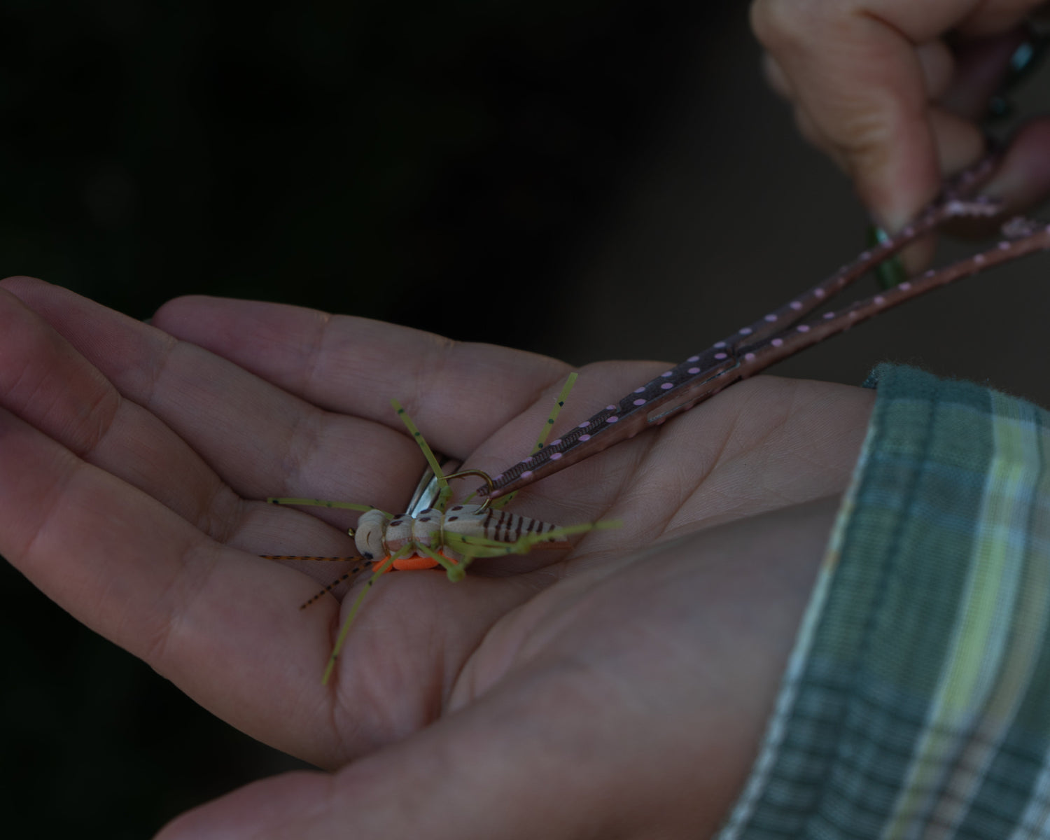 Person holding a small insect on their palm with a dark background