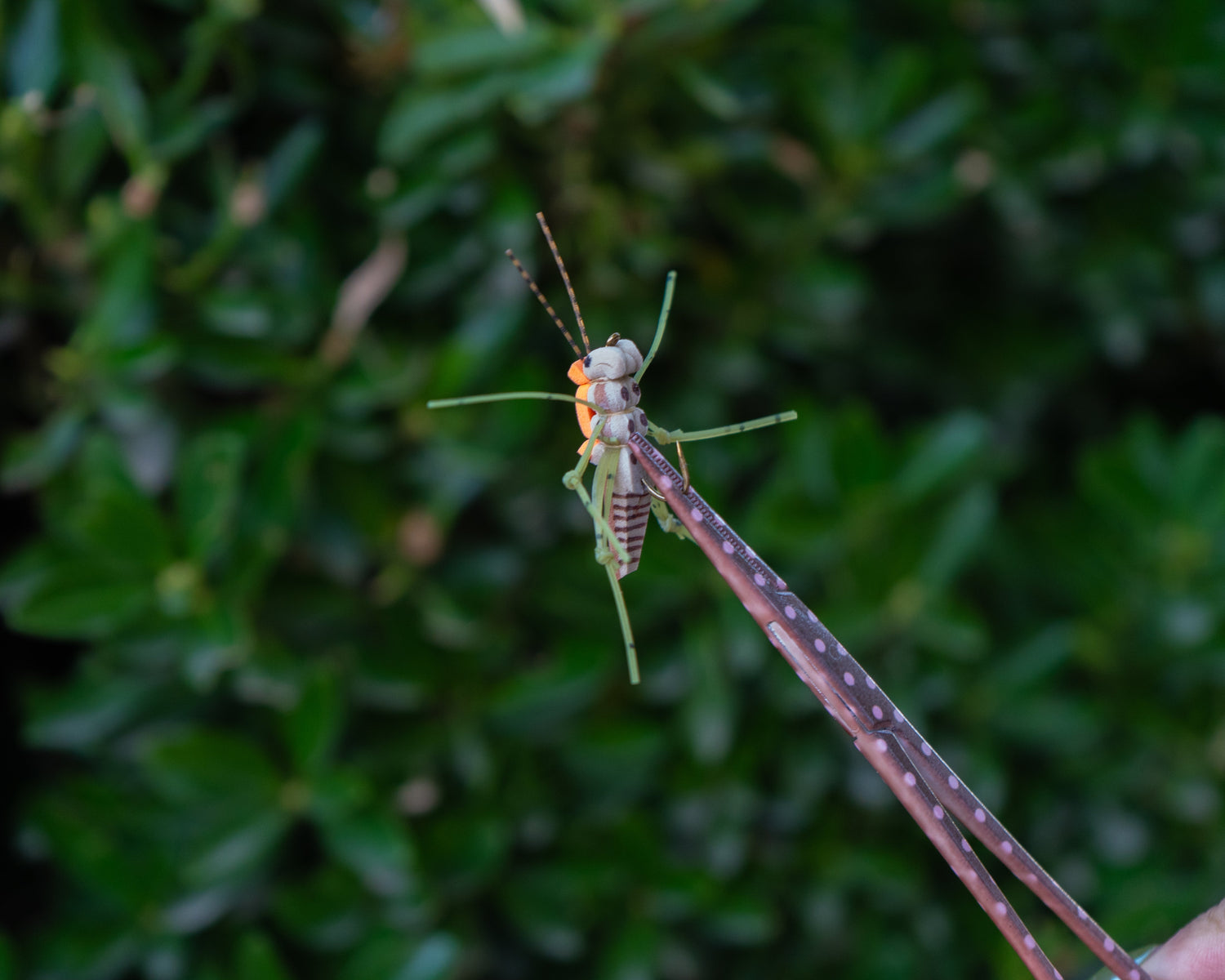 Brook Fishing Co. women’s fly fishing accessories, including brown and pink forceps.